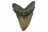Serrated, Fossil Megalodon Tooth - North Carolina #340845-1